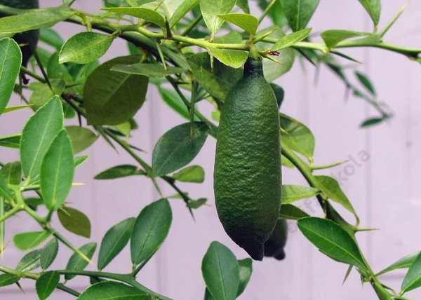 Microcitrus australasica / Ausztrál kaviár citrom