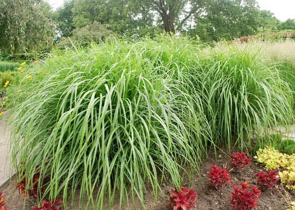 Miscanthus sinensis Malepartus / Japánfű