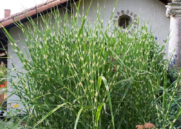 Miscanthus sinensis Zebrinus / Zebrafű