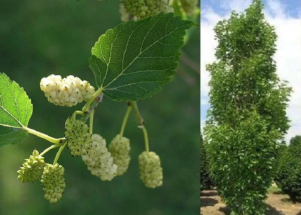Morus alba Pyramidalis / Oszlopos eperfa