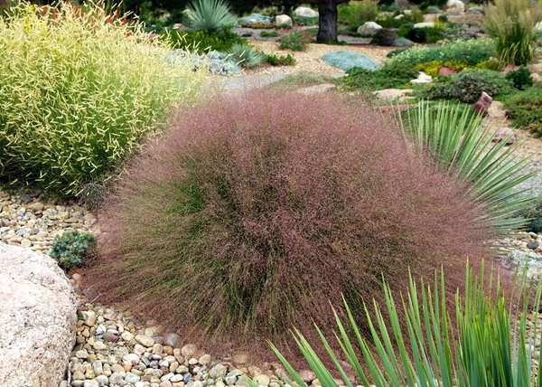 Muhlenbergia reverchonii undaunted / Muhlenbergia fű törpe