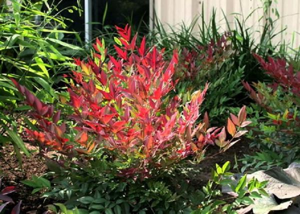 Nandina domestica Gulf Stream / Japán szentfa