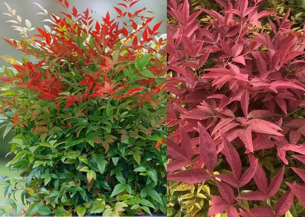 Nandina domestica Obsessed / Törpe Japán szentfa