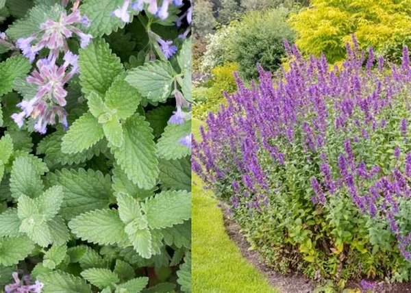 Nepeta cataria / Illatos macskamenta
