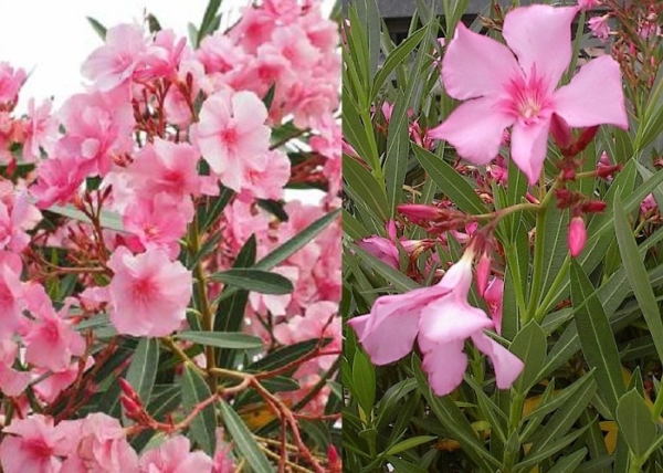 Nerium oleander Villa Romaine / Télálló rózsaszín leander