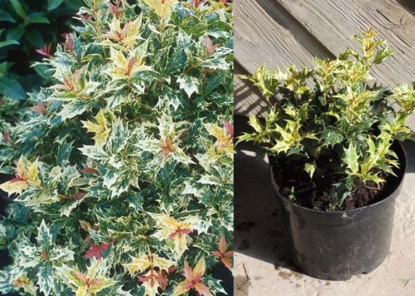 Osmanthus heterophyllus / Tricolor Tarkalevelű illatvirág