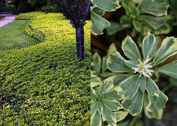 Pachysandra terminalis Variegata / Tarkalevelű Japán kövérke