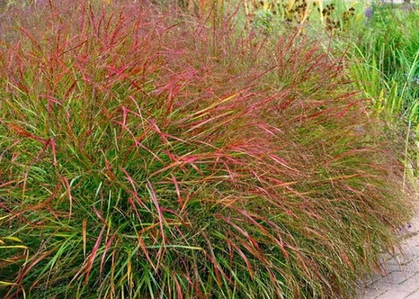 Panicum virgatum Shenandoah / Vesszős köles