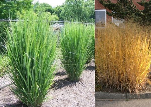 Panicum virgatum / Vesszős Köles