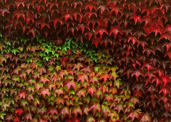 Parthenocissus tricuspidata Veitchii / Tapadókorongos vadszőlő