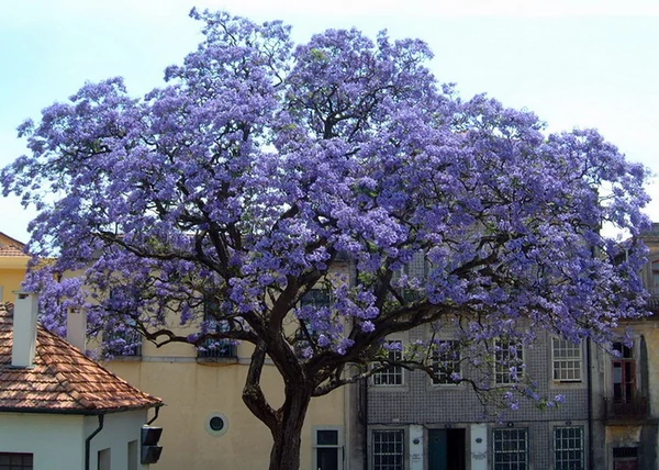 Paulownia tomentosa / Nagylevelű császárfa