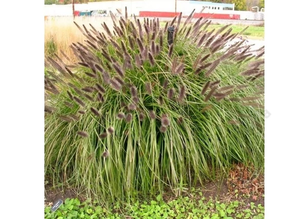Pennisetum alopecuroides Black Beauty / Fekete virágú tollborzfű