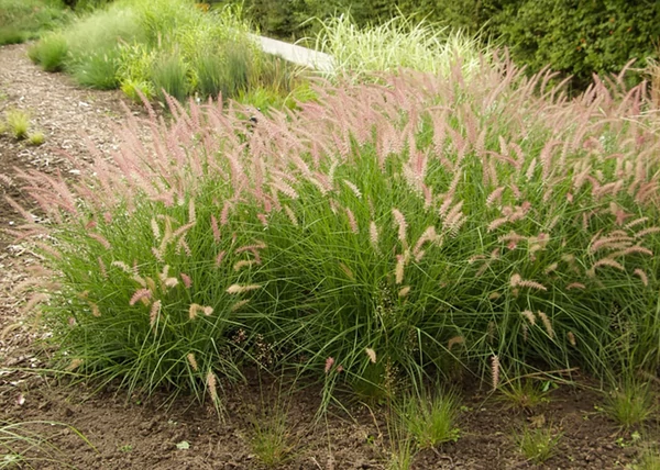 Pennisetum alopecuroides Flamingo / Keleti tollborzfű