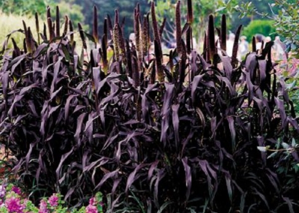 Pennisetum glaucum Purple Majesty / Indiai Díszköles