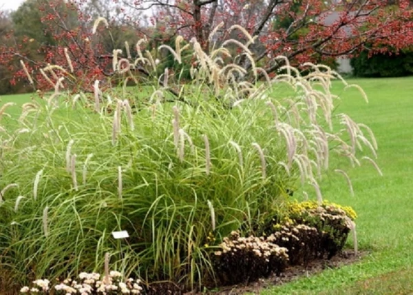 Pennisetum orientale Tall Tails / Keleti magas tollborzfű