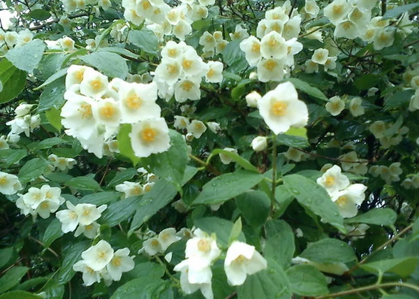 Philadelphus coronarius / Közönséges illatos jezsámen