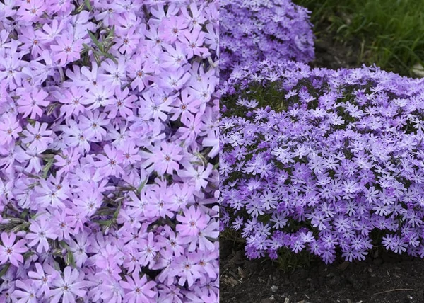 Phlox subulata Early Spring Lavender / Árlevelű lángvirág halványlila