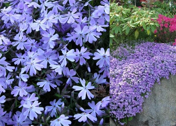 Phlox subulata Emerald Cushion Blue / Árlevelű lángvirág kék