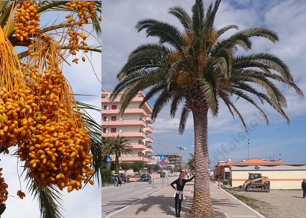 Phoenix canariensis / Kanári datolyapálma Főnixpálma
