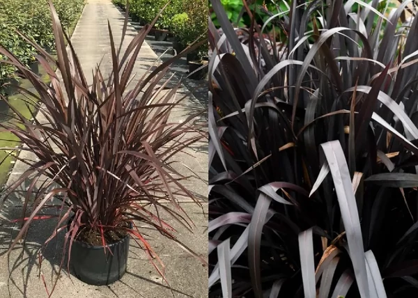 Phormium tenax Platt's Black / Újzélandi liliom