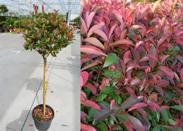 Photinia Fraseri Carre Rouge / Korallberkenye Compacta