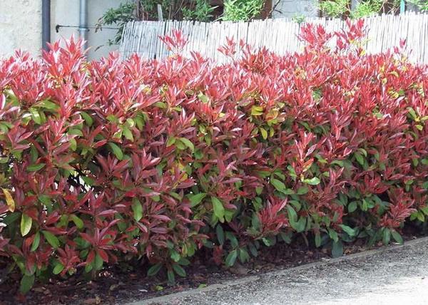 Photinia Fraseri Red Robin / Korallberkenye