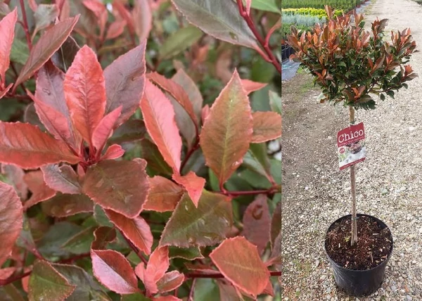 Photinia Fraseri chico / Törpe Korallberkenye