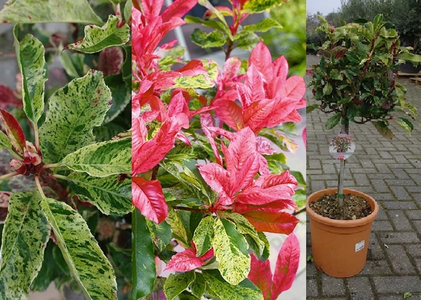 Photinia fraseri Pinky Crispy / Márványmintás Korallberkenye