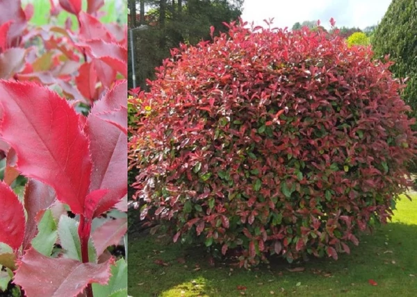 Photinia x fraseri Magical Volcano / Korallberkenye