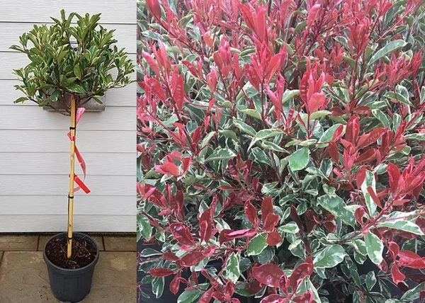 Photinia x fraseri Pink Marble / Tarka Korallberkenye