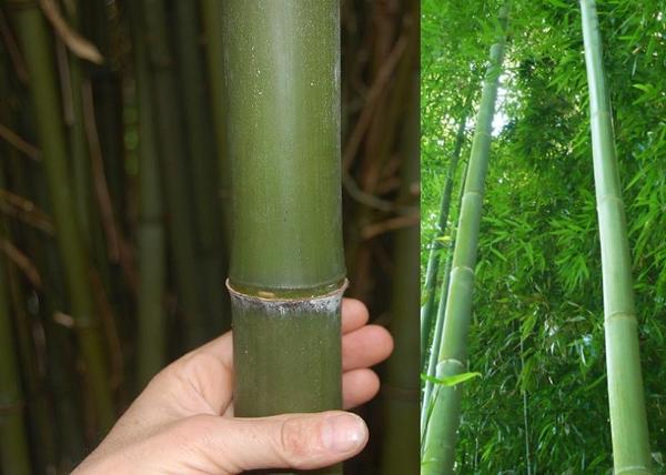 Phyllostachys viridis / Zöldszárú óriásbambusz