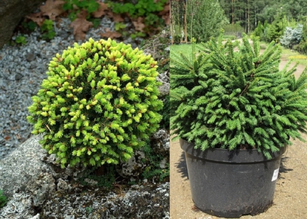 Picea abies Barry / Törpe Gömb Lucfenyő