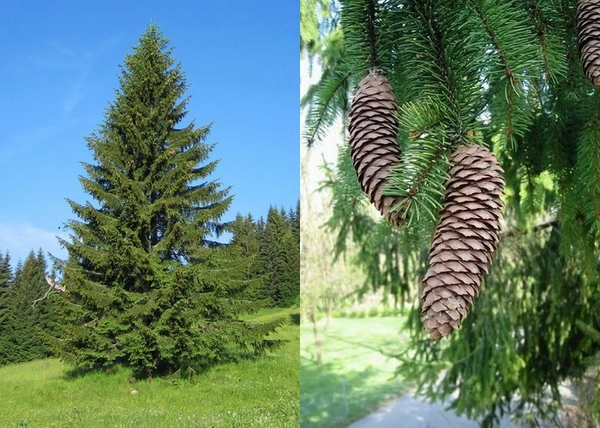 Picea abies / Közönséges lucfenyő