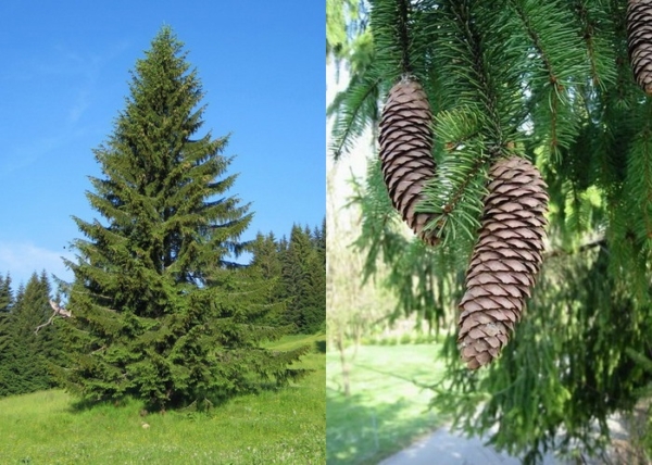 Picea abies / Közönséges lucfenyő