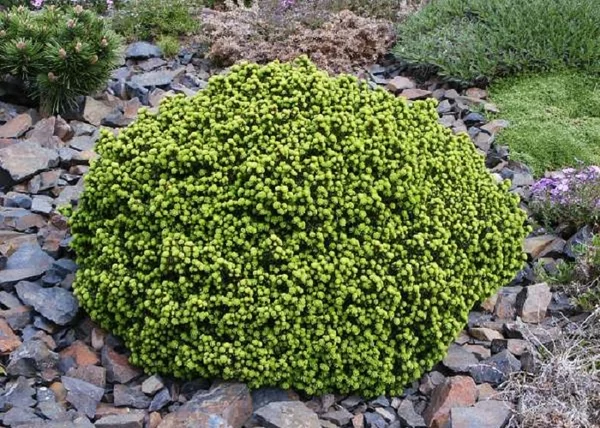 Picea abies Little Gem / Fészekfenyő törpefenyő