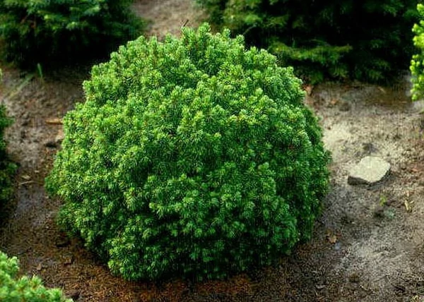 Picea glauca Alberta Globe / Törpe Gömb cukorsüvegfenyő