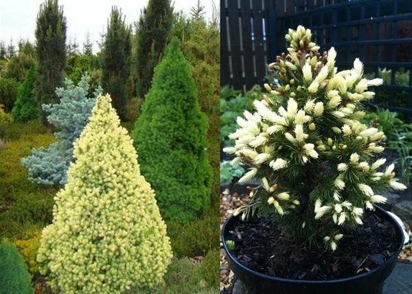 Picea glauca Daisy's White / Fehér cukorsüvegfenyő