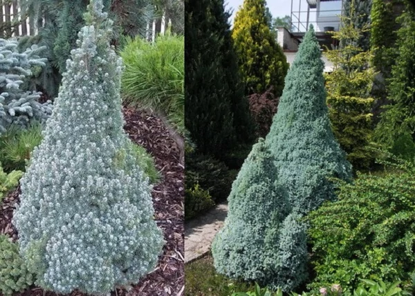 Picea glauca Sanders Blue / Kék cukorsüvegfenyő