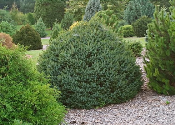 Picea omorika Karel / Törpe gömb szerb lucfenyő