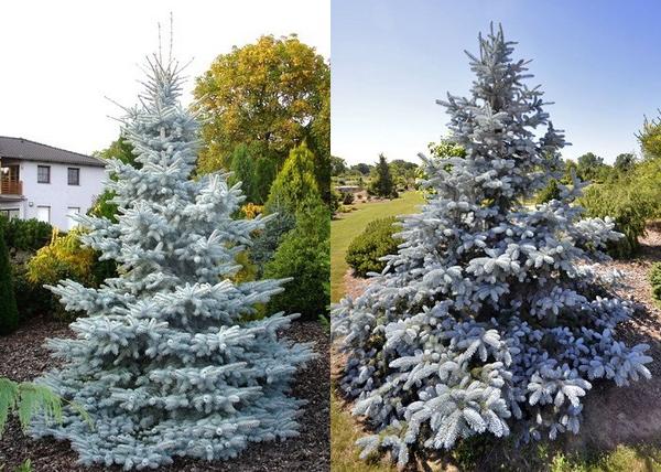 Picea pungens Hoopsii / Hoopsii ezüstfenyő