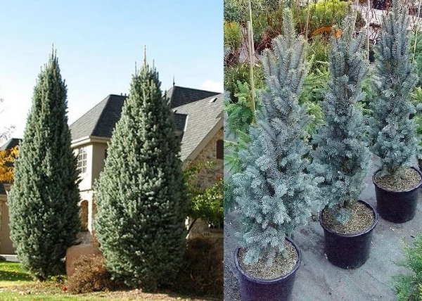 Picea pungens Iseli Fastigiata / Oszlopos ezüstfenyő