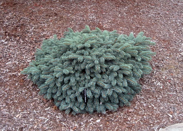 Picea pungens Waldbrunn / Törpe ezüstfenyő