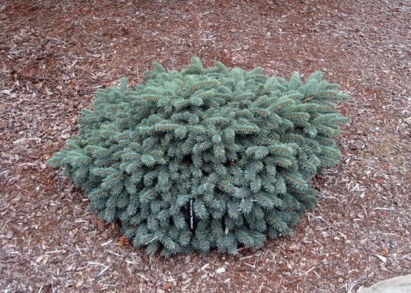 Picea pungens Waldbrunn / Törpe ezüstfenyő