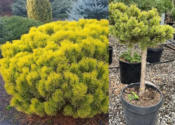 Pinus mugo Carsten / Havasi törpefenyő