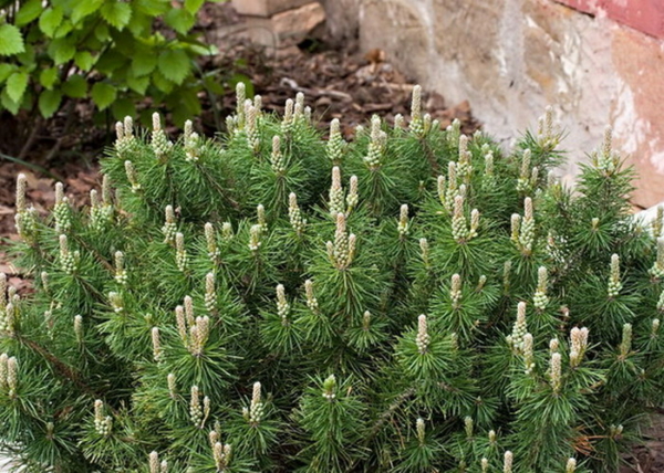 Pinus mugo / Törpefenyő
