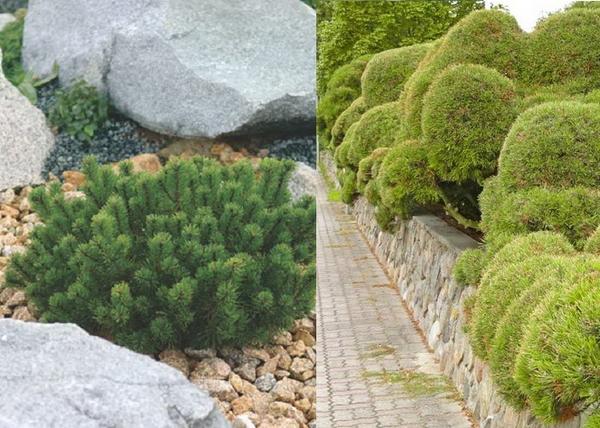 Pinus mugo pumilio / Törpe fekete fenyő