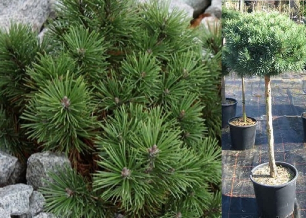 Pinus mugo pumilio / Törpe fekete fenyő