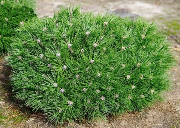 Pinus nigra Brepo / Feketefenyő törpe gömb