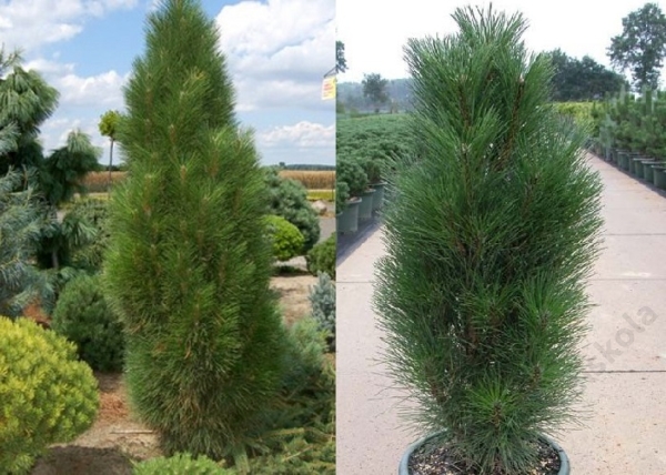 Pinus nigra Fastigiata / Oszlopos feketefenyő
