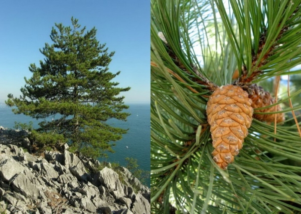 Pinus nigra / Feketefenyő